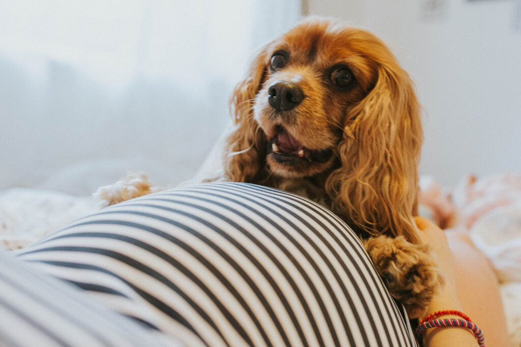 Edinburgh Family Photography – Maternity Session